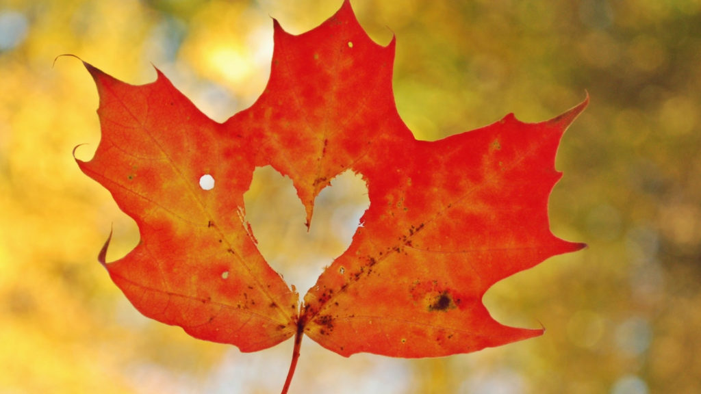 Diabetic Leaves